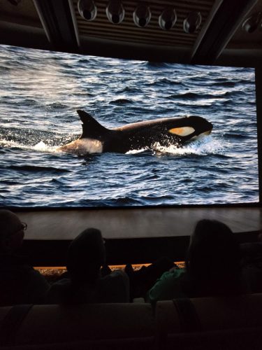 2025-01-23-12.45.18-1Pictures shown at the captain reception as we left Antarctica