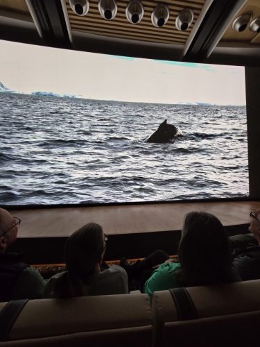 2025-01-23-12.46.08Pictures shown at the captain reception as we left Antarctica