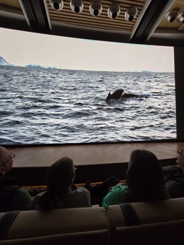 2025-01-23-12.46.09Pictures shown at the captain reception as we left Antarctica